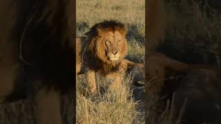 What A Loyal Stretch! #shortsafrica #wildlife #lion #animal #YouTubeMadeForYou