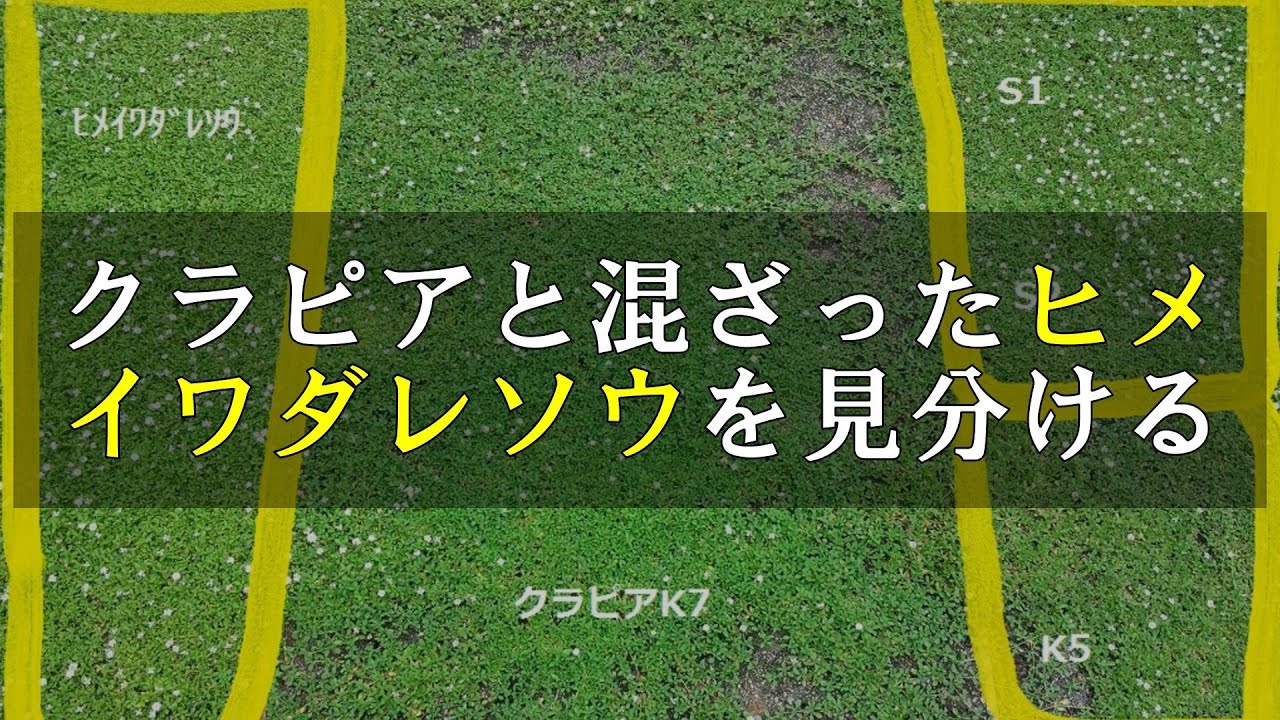 クラピアと混ざるヒメイワダレソウを見分ける Youtube