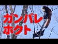 【レッサーパンダ】ガンバレホクト　January , 2015　Red Panda HOKUTO at Maruy…