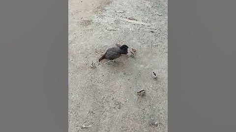 noob qaib dib txaij zoo nkauj heev nyiam hnug tau