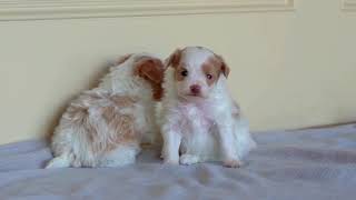 Wobbly Puppies vs. Slippery Stone Floor