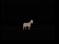 An Encounter With The Curious Horse Family Guy Analog Horror 