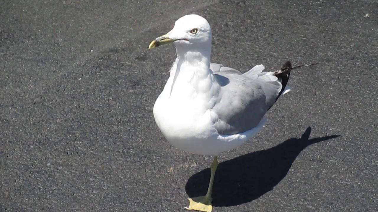 One legged Seagull - YouTube