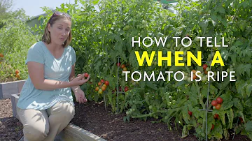 Jak poznáte, že je rajče dostatečně zralé na to, abyste ho mohli sklidit?