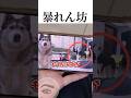 大暴れして怒られるハスキー犬❤️ #shortvideo #ハスキー #元気になる動画