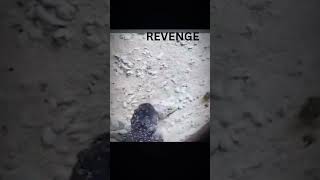 Very Funny Fish Revenge To Each Other - Try Not To Laugh #Funny