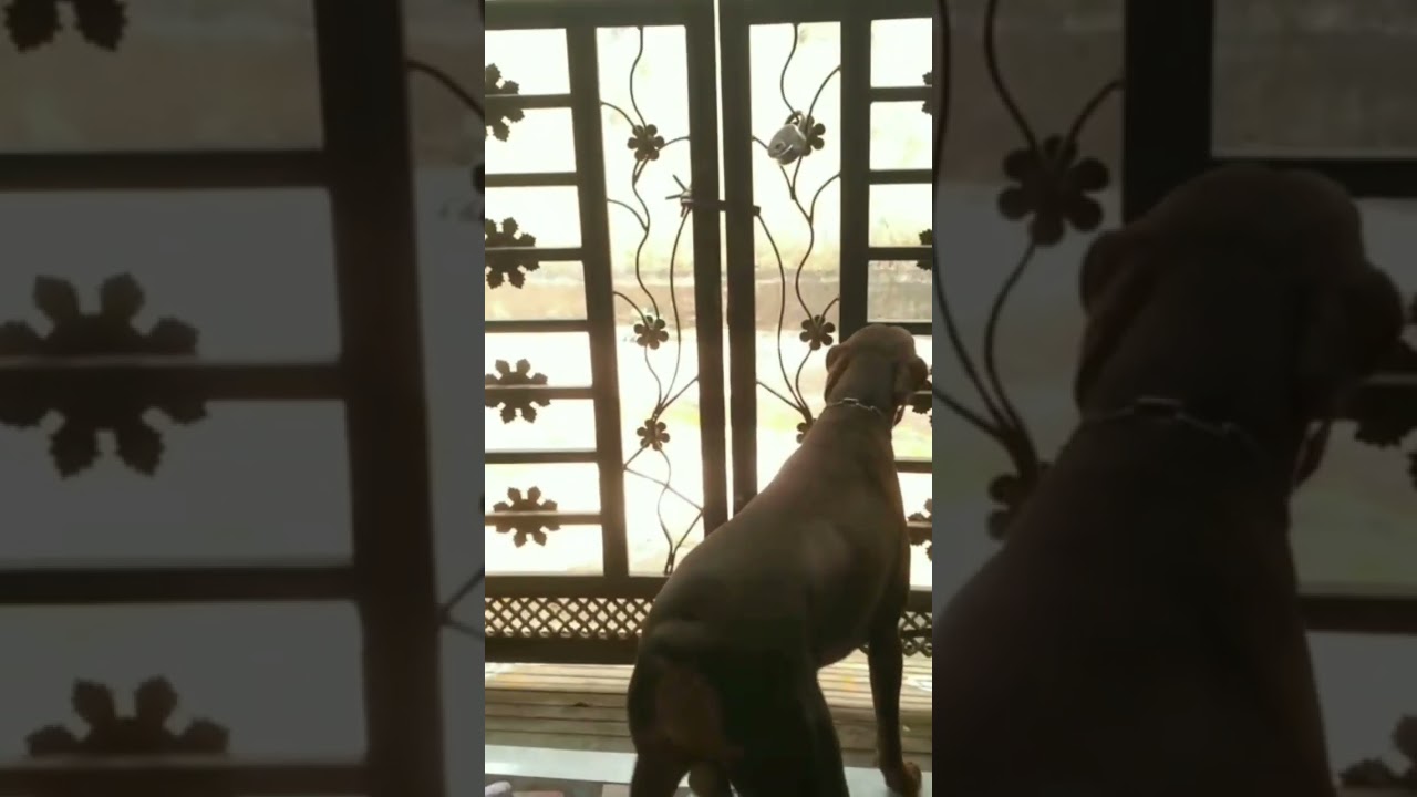 Dharun || Guarding tendency at Stranger || Doberman tamil