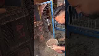 #اكسبلور #النظافه #طيور #زافير #pigeon