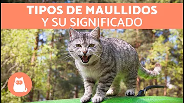 ¿Qué piensan los gatos cuando maullamos?