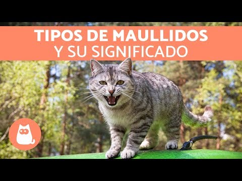 Video: Cuando El Maullido De Un Gato Indica Un Problema Médico