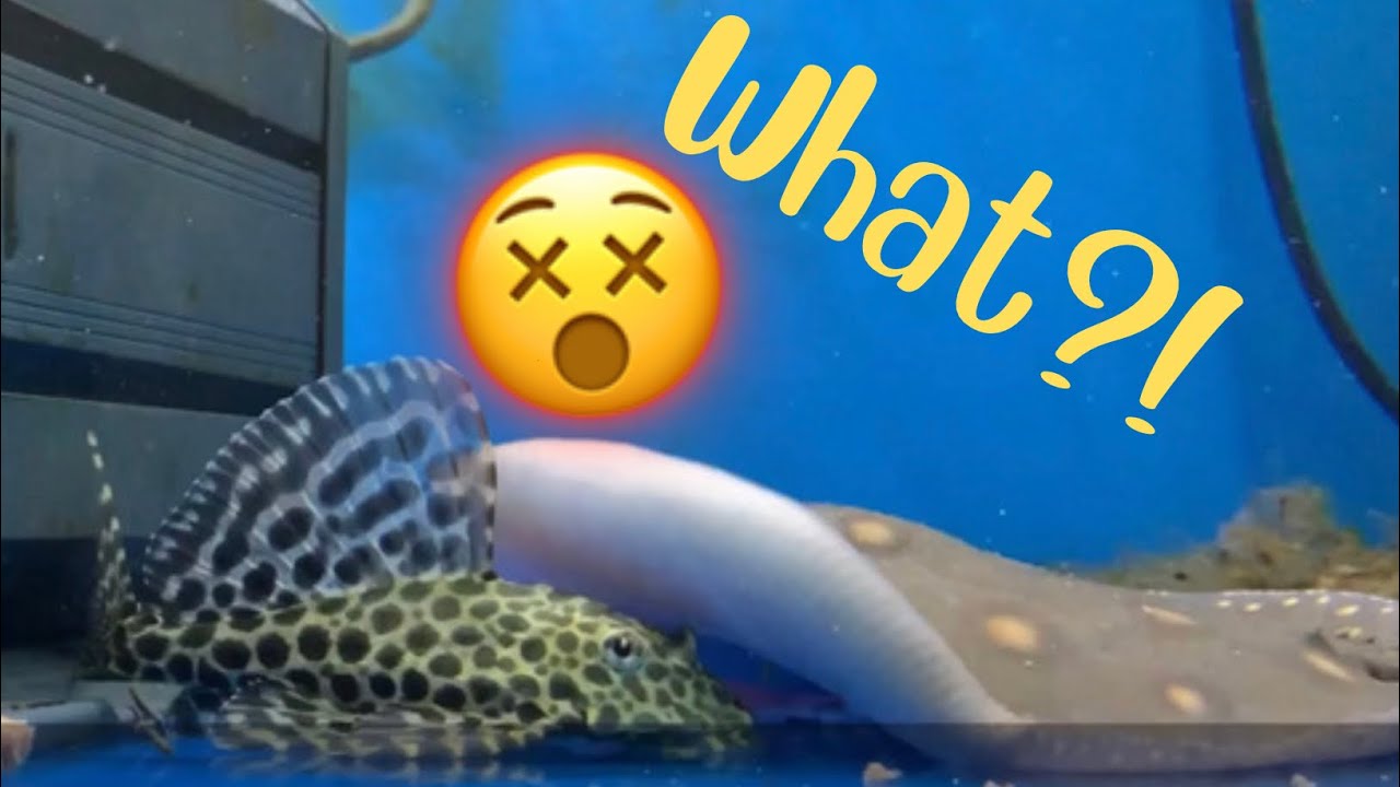 Can Plecos Live Together With Sting Rays? | First Time Keeping Sting Rays || 
