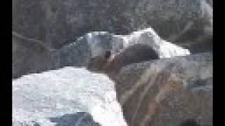 American Pika