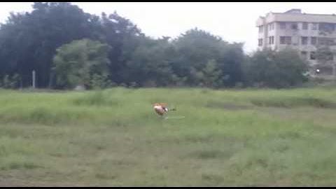 Walkera V450d03 Mild 3D flight