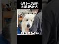病院が怖くてへっぴり腰になる愛犬　#greatpyrenees #犬のいる生活 #犬のいる暮らし #大型犬のいる生活 #グレートピレニーズ #癒し #可愛い #愛犬 #ペット #大型犬と暮らす