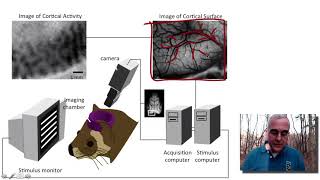 Visual System  Central Visual Processing part 2
