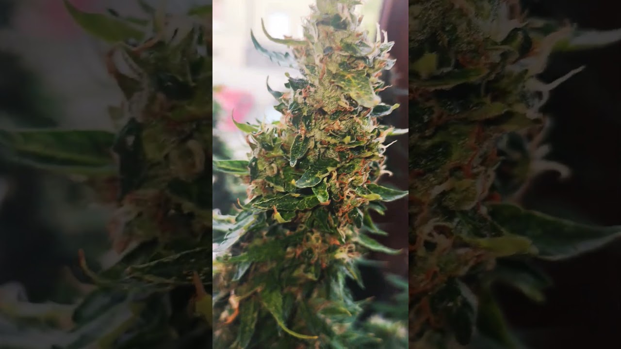 Banana Blaze Dutch Passion Ou