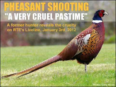 pheasant shooting