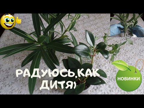 Радуюсь как дитя.Уж