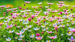 (No Ads) Spring Renewal Relaxing Music 🌿 Music Therapy to Soothe Anxiety and Restore Inner Peace screenshot 4