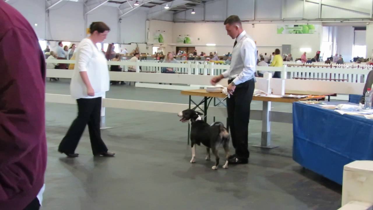 post-graduate-bitch-paignton-championship-dog-show-06-08-16-youtube