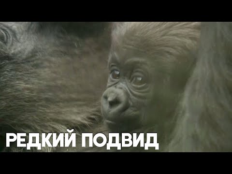 Детёныш равнинной гориллы радует гостей Лондонского зоопарка