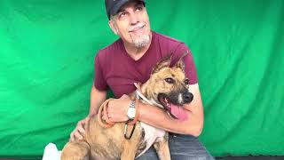 NEW A5554284 Athena Pit Bull Basenji Mix