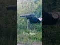 ПСС СО от ИОЗ  АПС СХ  Стечкин из преисподни