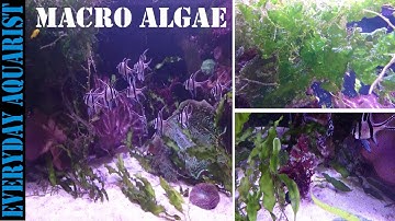 How To Grow Marine Macro Algae | Planted Saltwater Aquarium