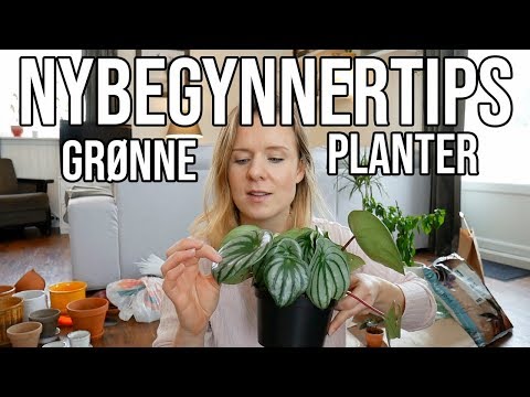 Video: Planter med grønne blomster: Lær om å dyrke grønne blomster