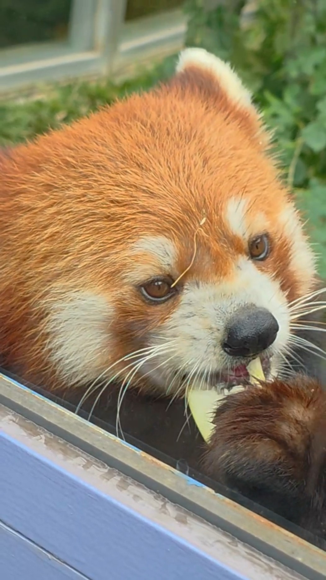 Red Panda Channel by Ichimaru - YouTube Red Panda Channel by Ichimaru - YouTube
