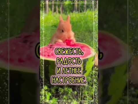 С Днём Арбуза!🍉 #длявас #спокойнойночи #пожеланиядля #арбуз #август2025