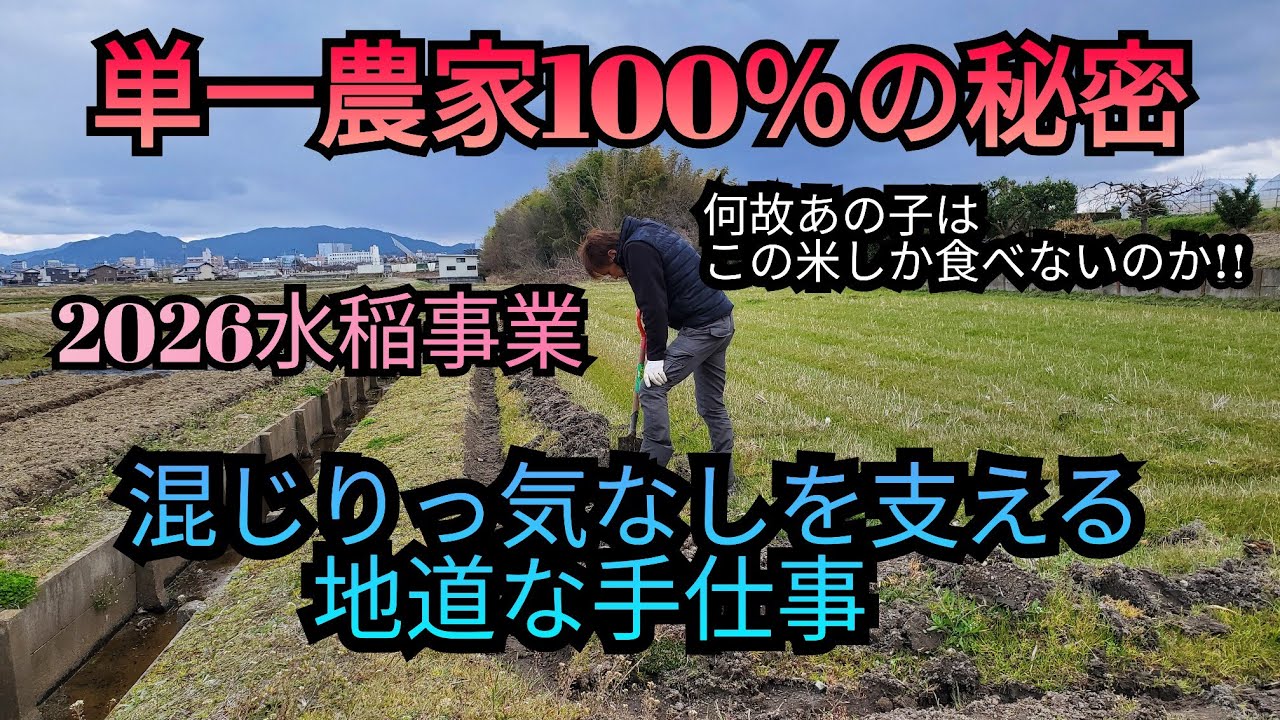 2026水稲事業 野良仕事は一番キツイ！畦削ぎと畦シート張り