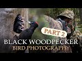 PHOTOGRAPHING BLACK WOODPECKER PART 2 - Wildlife &amp; Bird Photography Vlog