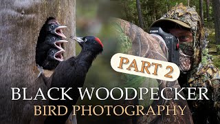 PHOTOGRAPHING BLACK WOODPECKER PART 2 - Wildlife &amp; Bird Photography Vlog