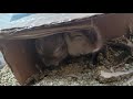 FINALMENTE!!! COMPREI DUAS GERBILS!!!