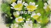 2月22日 誕生花 ハナニラ Youtube 2月22日 誕生花 ハナニラ Youtube