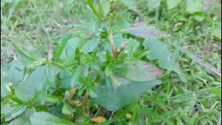 24  Green Grass and Fields