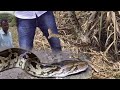 गन्ने के खेत मे इतना बडा अजगर सांप देख कर किसान लोग डर गए Rescue indian rock python from Ahmednagar