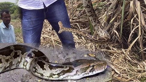 गन्ने के खेत मे इतना बडा अजगर सांप देख कर किसान लोग डर गए Rescue indian rock python from Ahmednagar