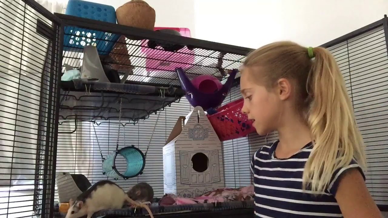 Vorstellung meiner Ratten!