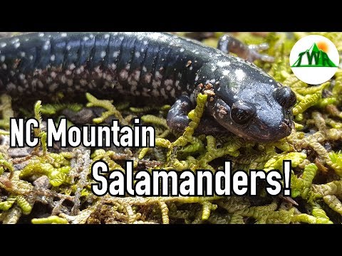Видео: Саламандер дэлхийн хаана амьдардаг вэ?