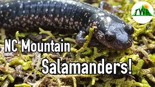 Download lagu All About Salamanders!