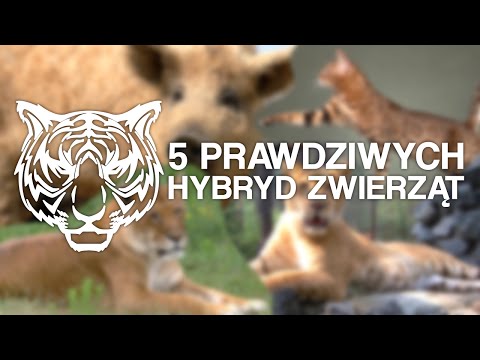 5 PRAWDZIWYCH HYBRYD ZWIERZĄT | Savander