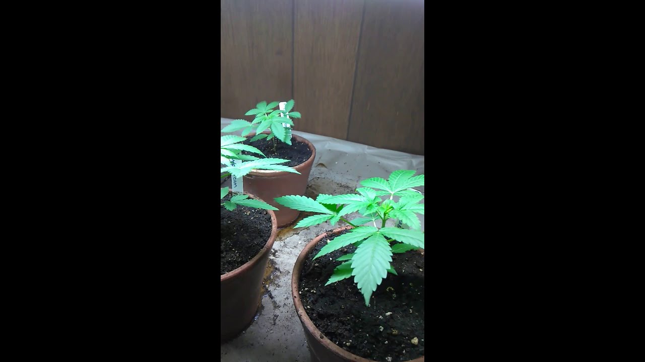 PurpleCream and Bubblegum Strain's UpDate