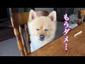 睡魔の限界を迎えてしまったポメラニアンのポメくん