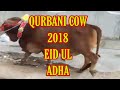 QURBANI COW IN 2018