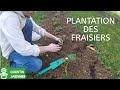 Plantation des fraisiers