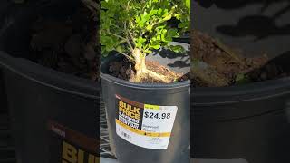 Wintergreen Boxwood Short Video About Winter Green Boxwood