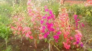 Цветок Кларкия в саду.