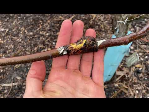 Grafting for beginners part 3. Compatibility of peach, apricot, plum, cherry, 15 in 1 pear tree.